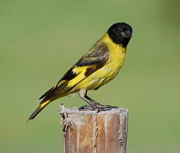 Hooded siskin bird graphics