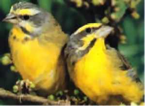 Hooded siskin