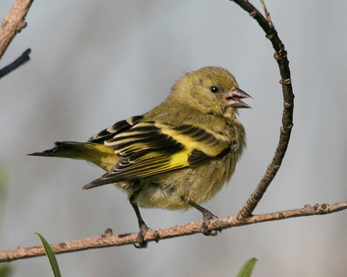 Hooded siskin bird graphics