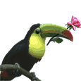 Hornbill bird graphics