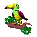 Hornbill bird graphics