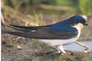 House martin bird graphics