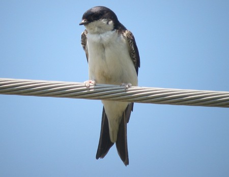 House martin bird graphics