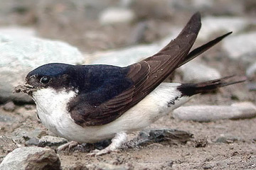 House martin bird graphics