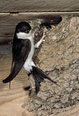 House martin bird graphics