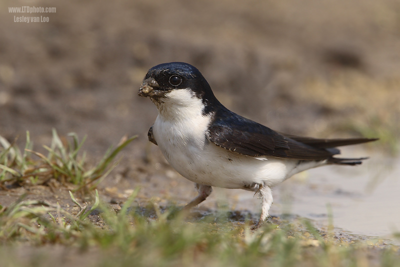 House martin bird graphics