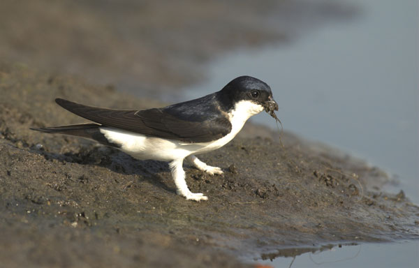 House martin bird graphics