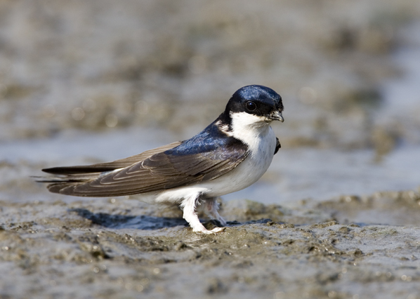 House martin bird graphics