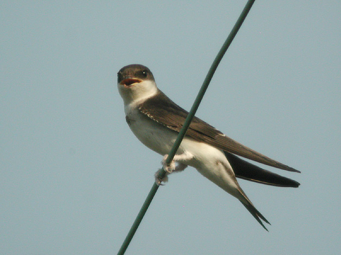 House martin bird graphics