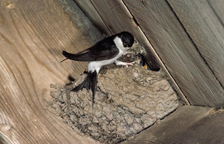 House martin bird graphics