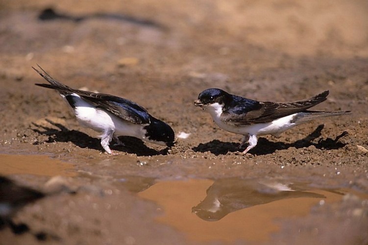 House martin bird graphics