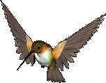 Hummingbird bird graphics