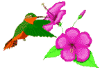 Hummingbird bird graphics