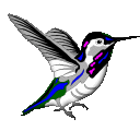 Hummingbird bird graphics