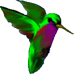 Hummingbird bird graphics