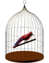 Jay bird graphics