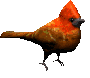 Jay bird graphics