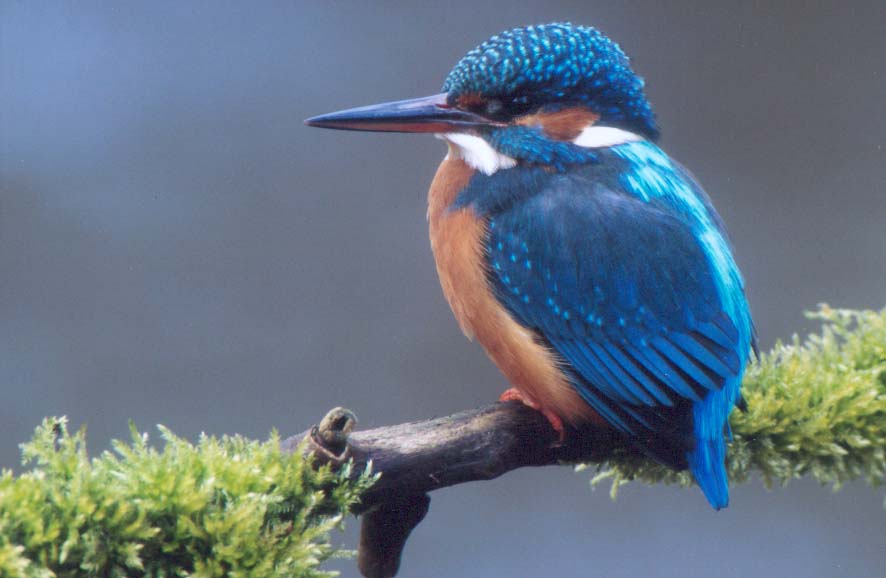 Kingfisher