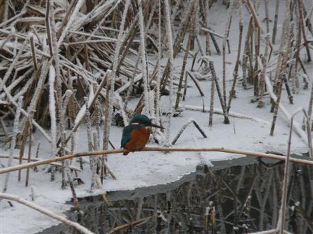 Kingfisher