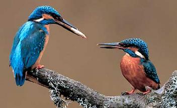 Kingfisher bird graphics