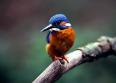 Kingfisher