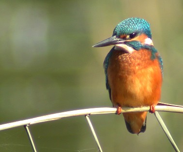 Kingfisher