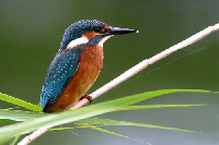 Kingfisher bird graphics