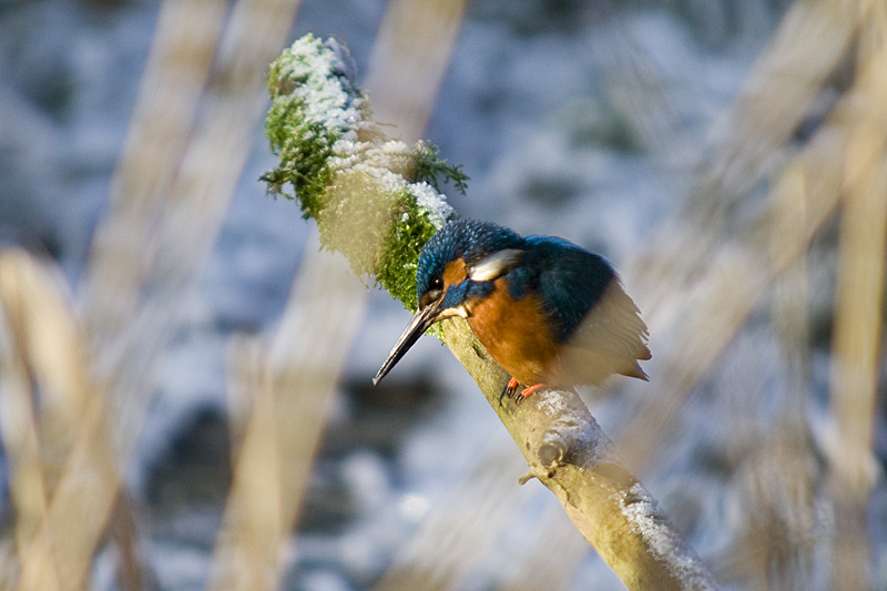 Kingfisher