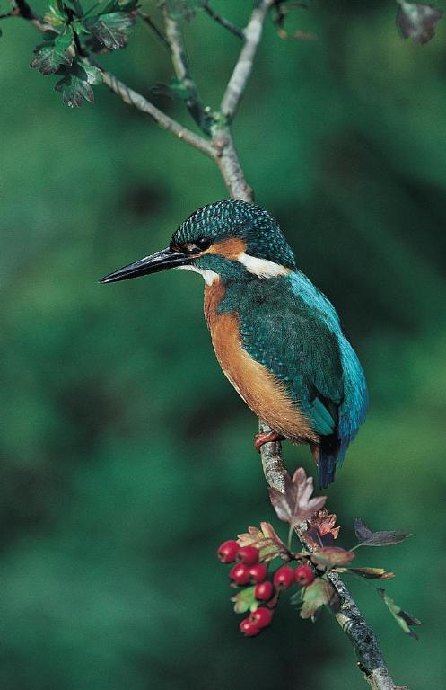 Kingfisher