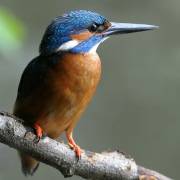 Kingfisher