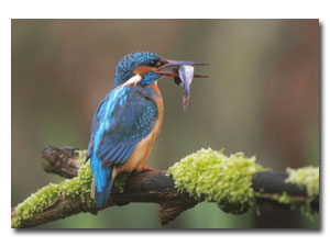 Kingfisher