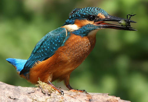 Kingfisher bird graphics