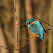 Kingfisher bird graphics