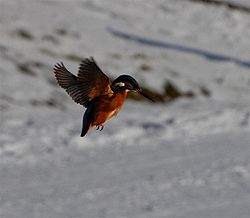 Kingfisher