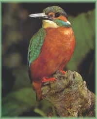 Kingfisher bird graphics