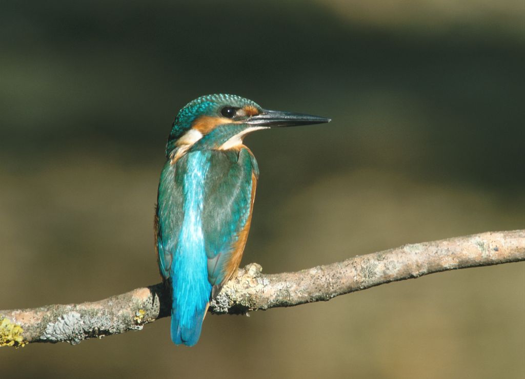 Kingfisher