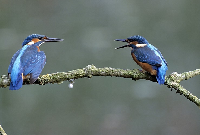 Kingfisher