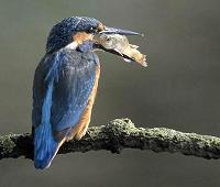 Kingfisher bird graphics