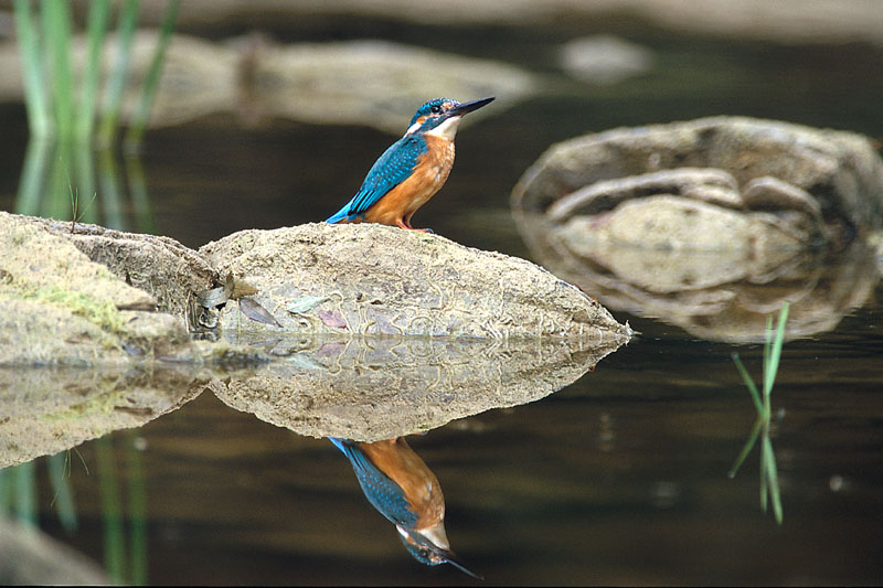 Kingfisher bird graphics