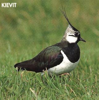 Lapwing bird graphics