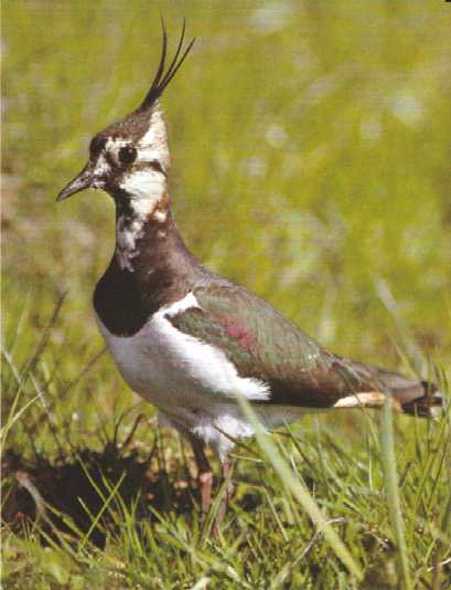 Lapwing