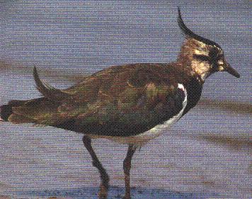 Lapwing