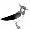 Lapwing bird graphics