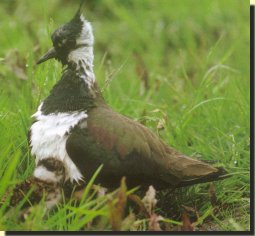 Lapwing