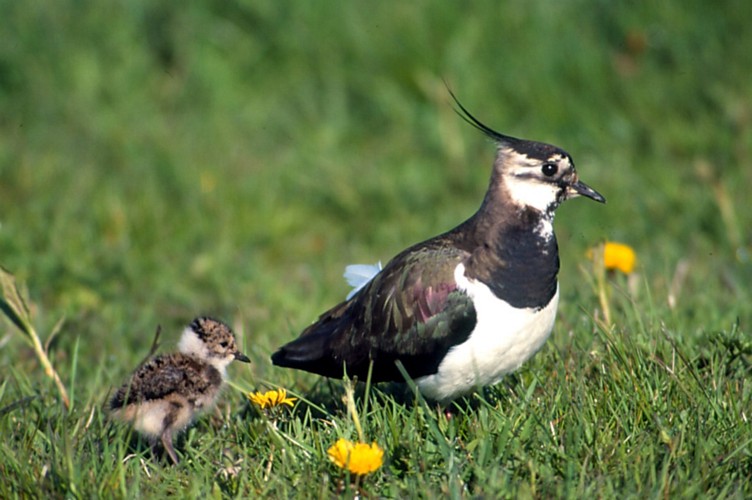 Lapwing bird graphics