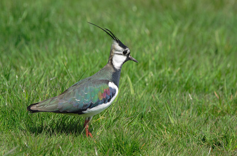 Lapwing