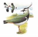 Lapwing