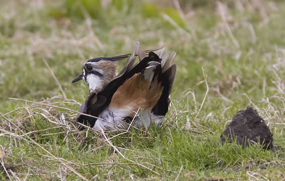 Lapwing