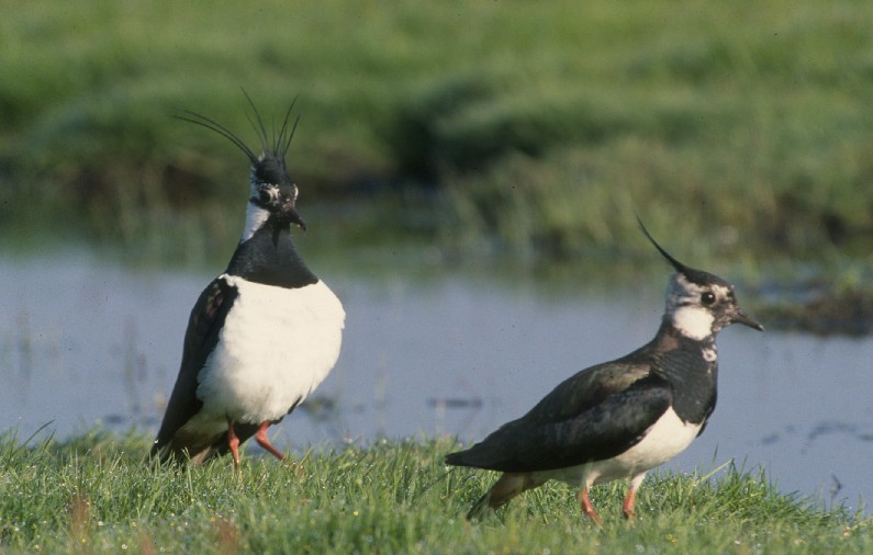 Lapwing bird graphics