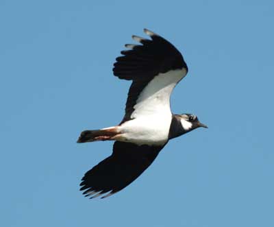 Lapwing bird graphics